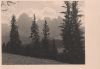 Wald und Gebirge