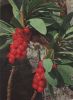 Seidelbast Frucht