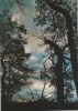 Wald im Gegenlicht