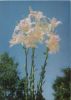 Madonnenlilien Sonderstempel