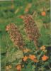 Rote Pestwurz Sonderstempel