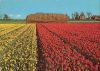 Holland - Niederlande - Blumenland
