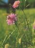Acker-Witwenblume blühend