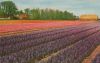 Holland - Niederlande - Blumenschmuck