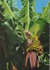 Gran Canaria - Spanien - Platanos en flor