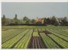 Landwirtschaft - Konoblauchsland