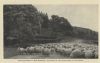 Neuseeland - Neuseeland - Droving sheep