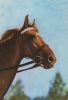 Pferd - Warmblut