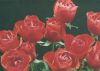 elf rote Rosen - 2004
