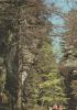Königstein - Sächs. Schweiz - Kohlgrund - 1986