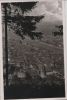 Heidelberg - Blick vom Rindenhäuschen - 1951