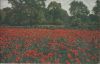 Wiese mit Blumen