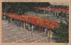 USA - St. Petersburg - Shuffleboard Club - ca. 1950