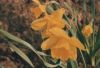 gelbe Blüten - 2004