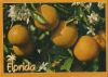 USA - Florida (insgesamt) - Oranges and Blossoms - 1993