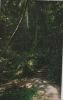 St. Thomas - Whichman Hall Gully - 1977
