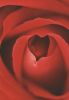 Inneres einer roten Rose - 2004
