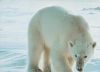 Norwegen - Eisbär - ca. 1985
