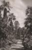 Bad Pyrmont - Palmengarten - 1957